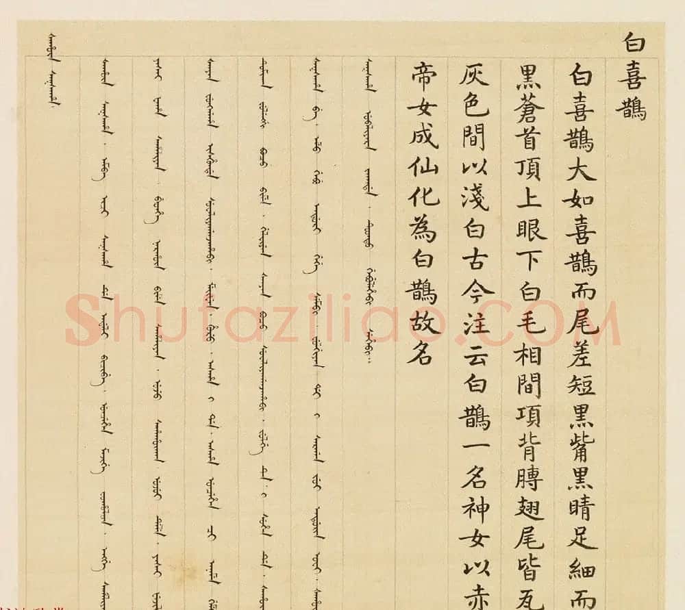汉文满文字画欣赏《清人鸟谱册》 | 传世书法作品欣赏