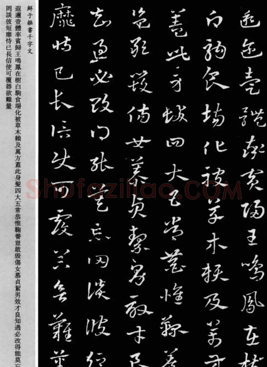 鲜于枢章草书法欣赏《千字文》大图 | 软笔草书字帖