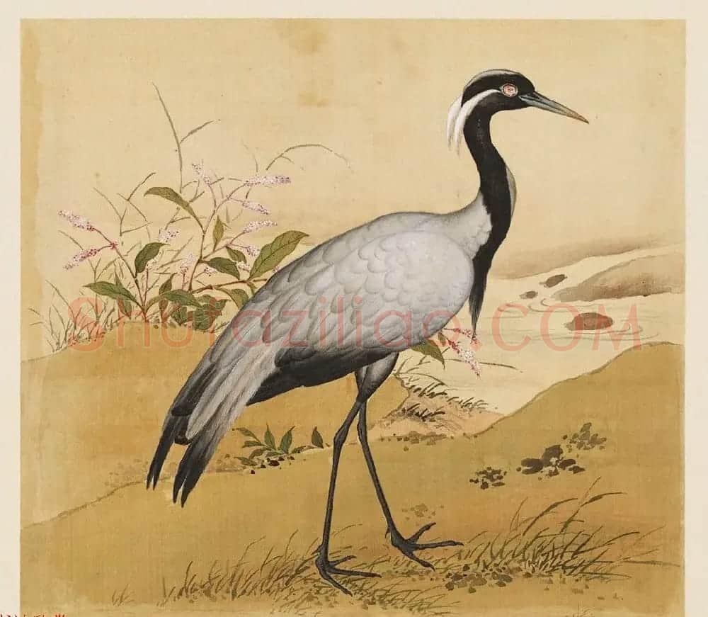 汉文满文字画欣赏《清人鸟谱册》 | 传世书法作品欣赏
