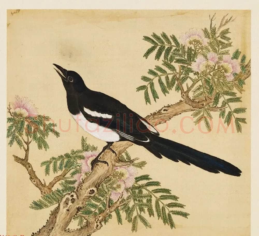 汉文满文字画欣赏《清人鸟谱册》 | 传世书法作品欣赏