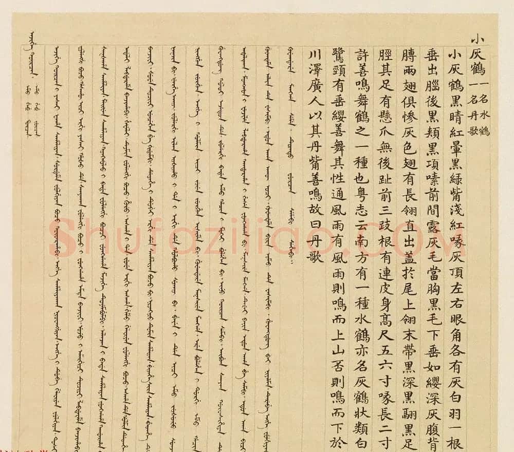 汉文满文字画欣赏《清人鸟谱册》 | 传世书法作品欣赏