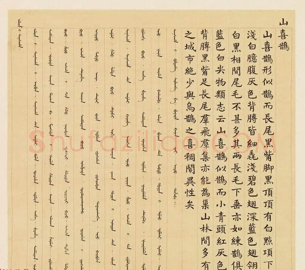 汉文满文字画欣赏《清人鸟谱册》 | 传世书法作品欣赏
