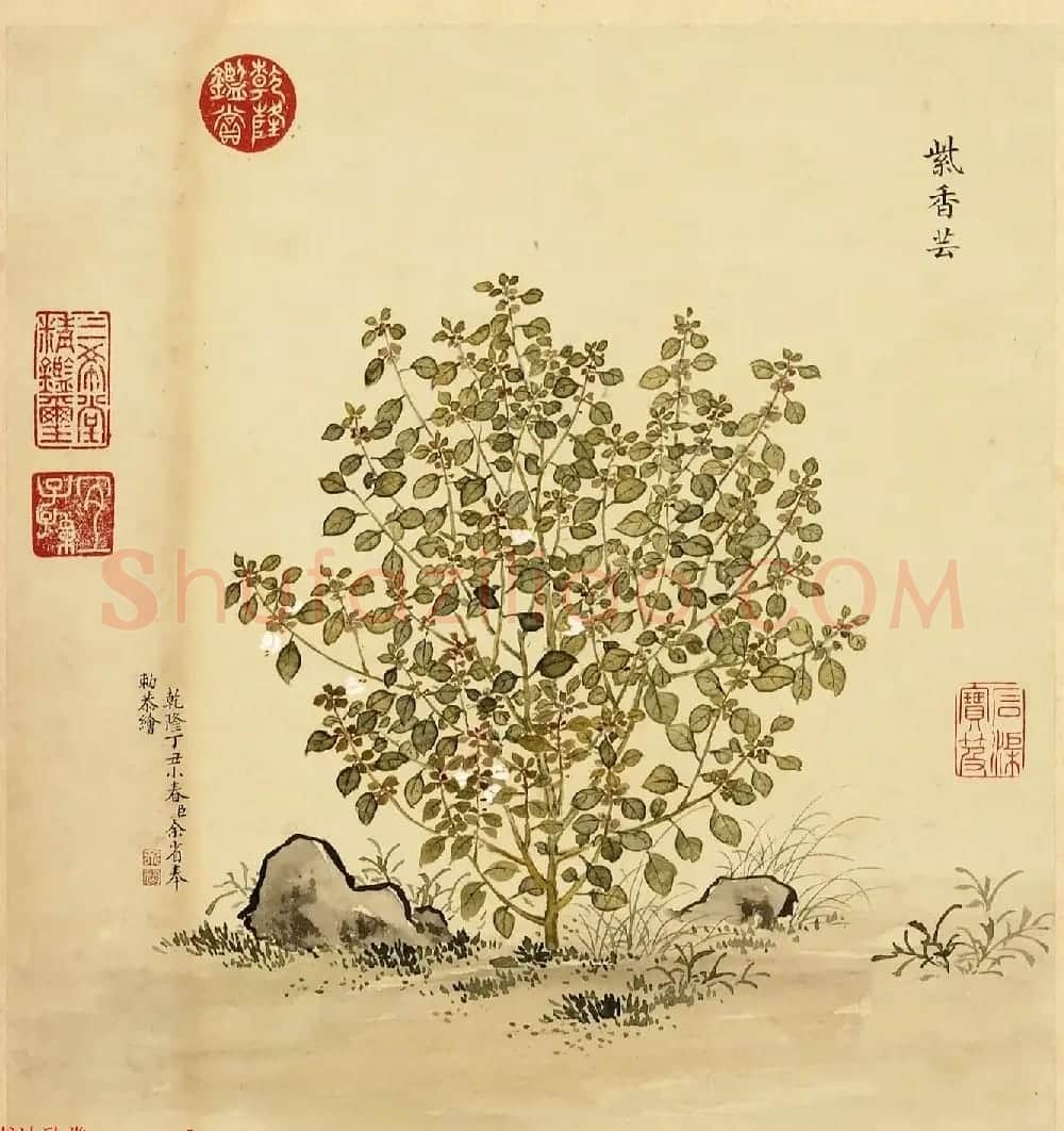 字画册页《海西杂卉》余省绘画+于敏中书法 | 传世书法作品鉴赏