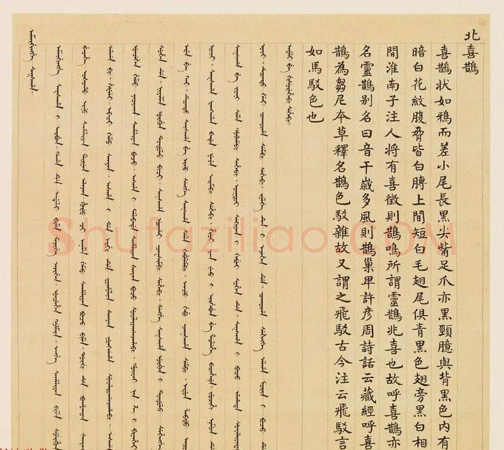 汉文满文字画欣赏《清人鸟谱册》 | 传世书法作品欣赏