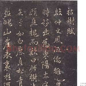 唐朝 褚遂良行书《枯树赋》